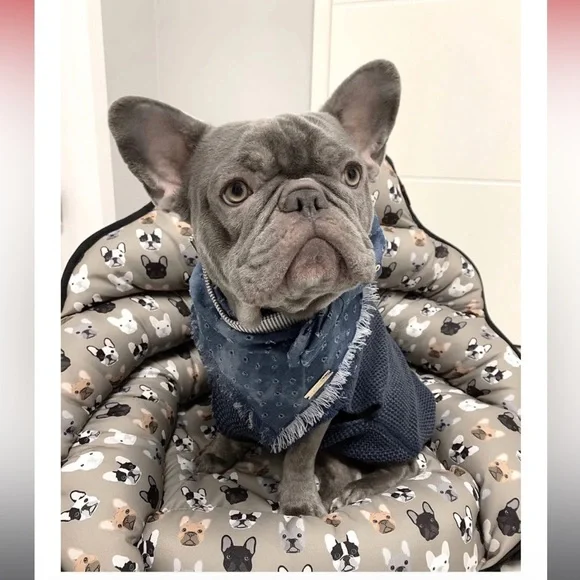 Pup Saver Crash Tested Dog Car seat with latch French Bulldog Frenchie Pattern - Picture 6 of 6